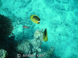 Two striped butterfly fishes in close to a branch of fire... by Amber Kerr 